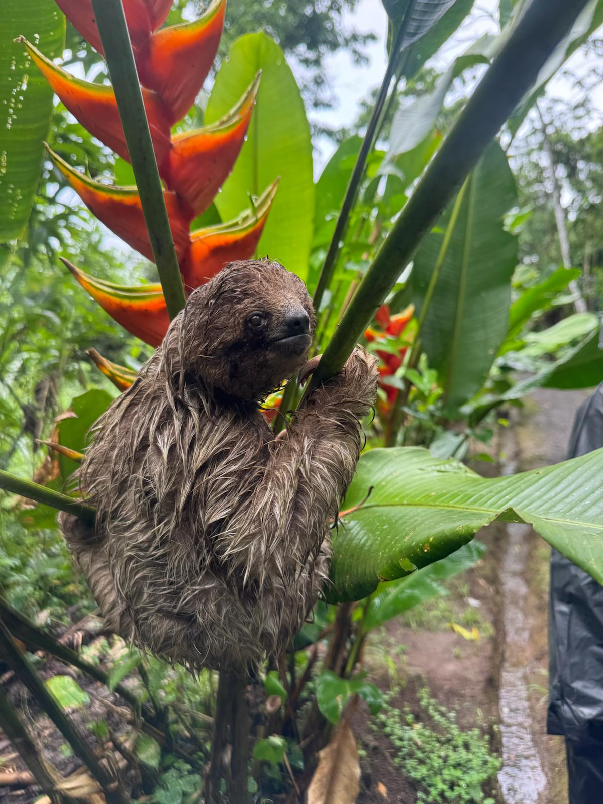 Sloth, Coffee & Chocolate Experience