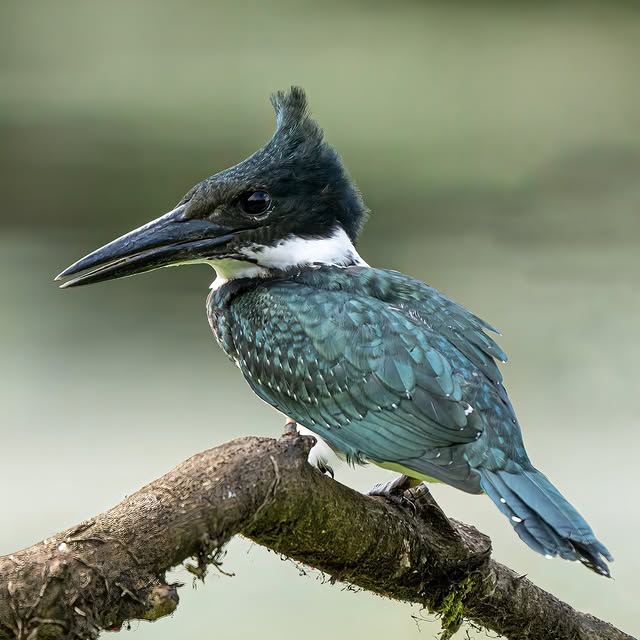 River Boat Wildlife Safari