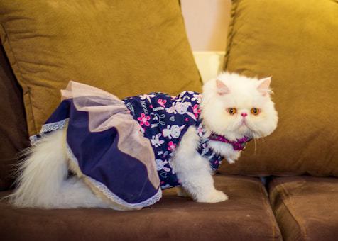 Vestido Floral para Gato