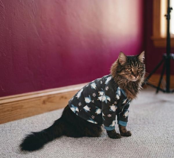 Suéter para Gato