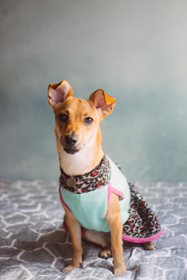 Vestido para Perro con Estampado Animal Print