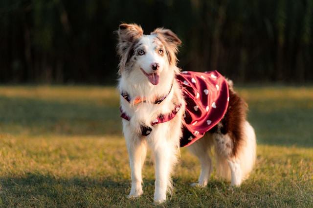 Vestido para perro