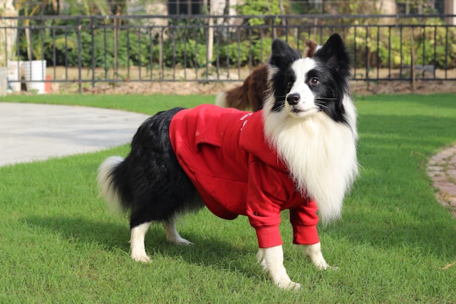 Sudadera Roja para Perro