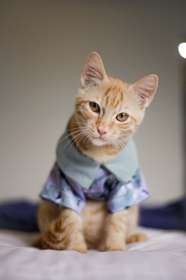 Camisa para Gato Estilo Formal