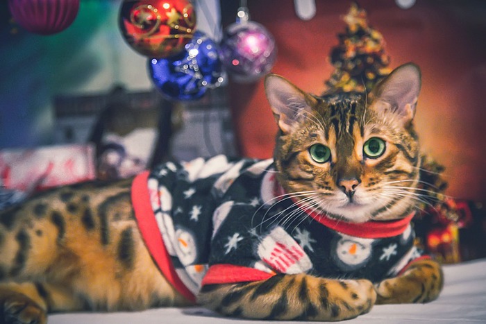 Suéter Navideño para Gato