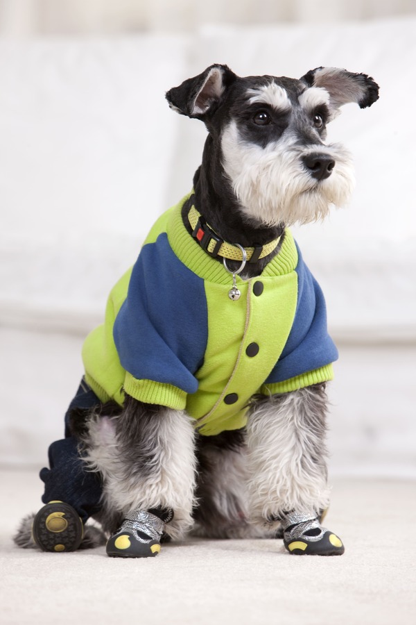 Suéter deportivo para perro