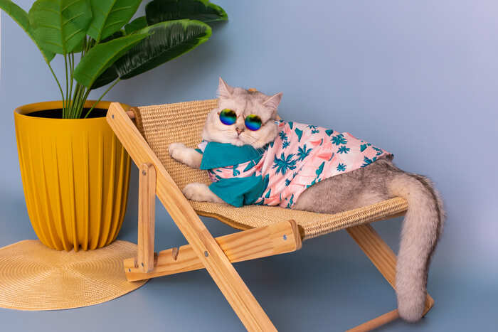 Camisa hawaiana para gato