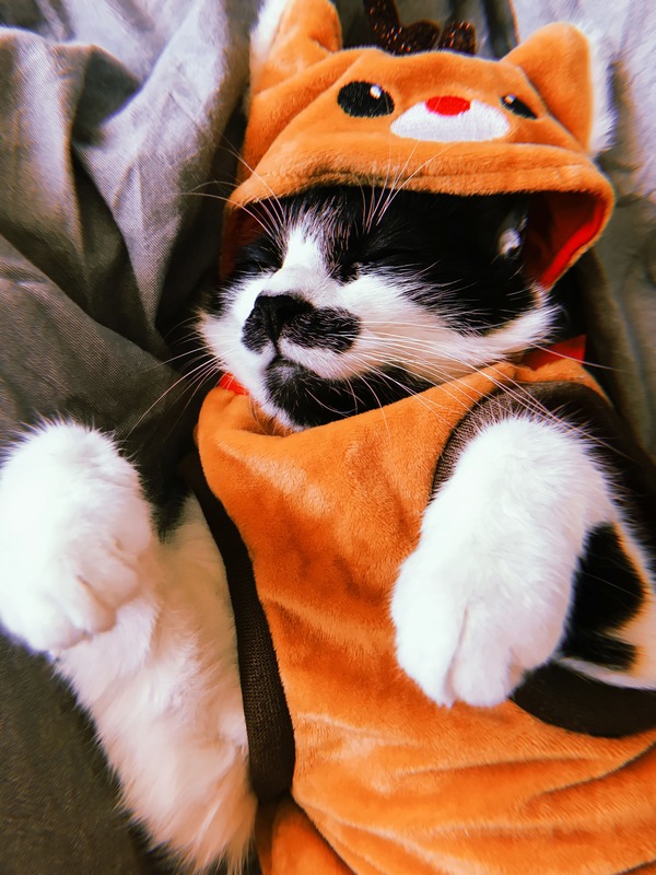 Disfraz de reno para gato