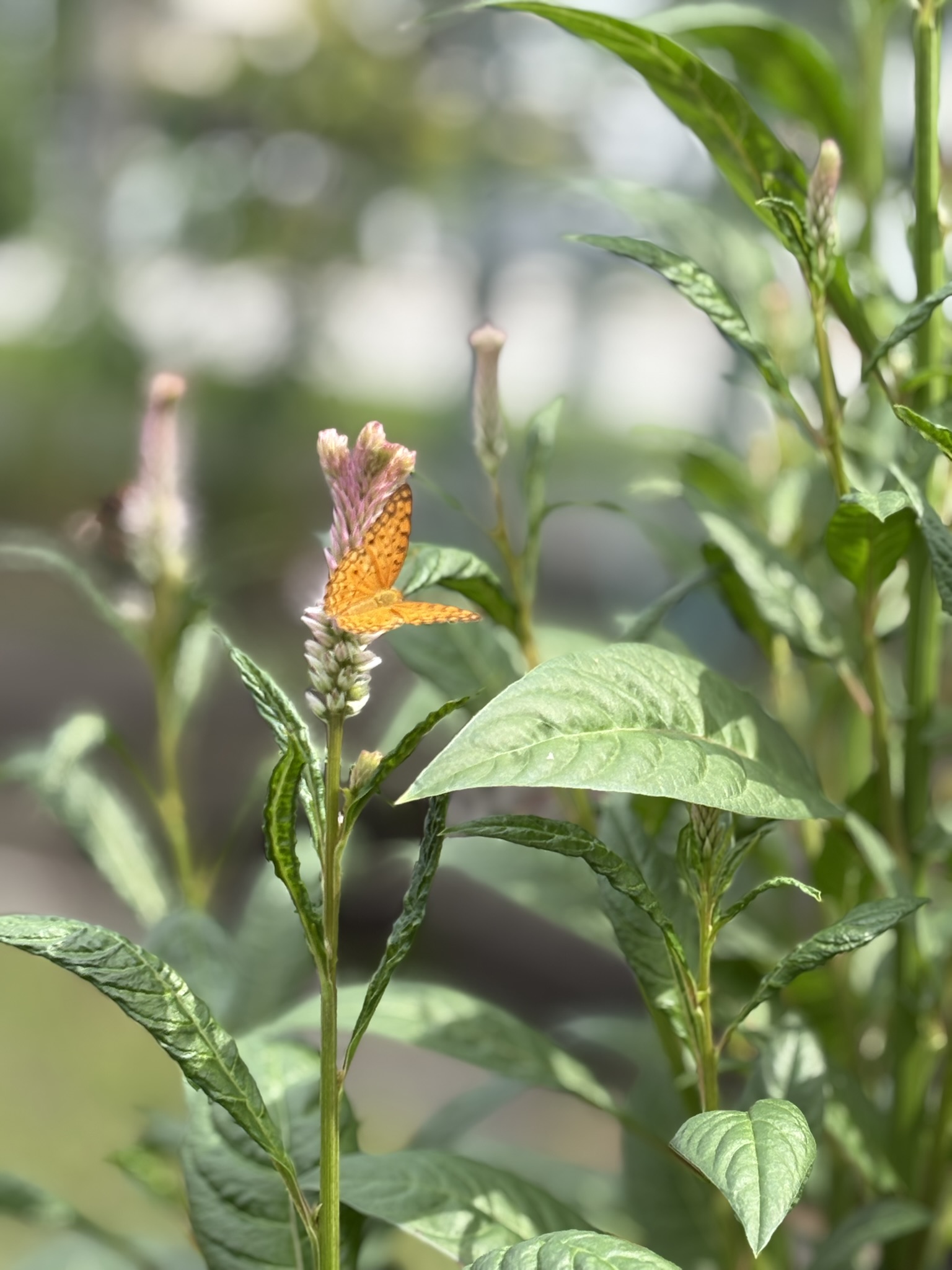 Spot Butterflies and Dragonflies - A Living Garden Encounter