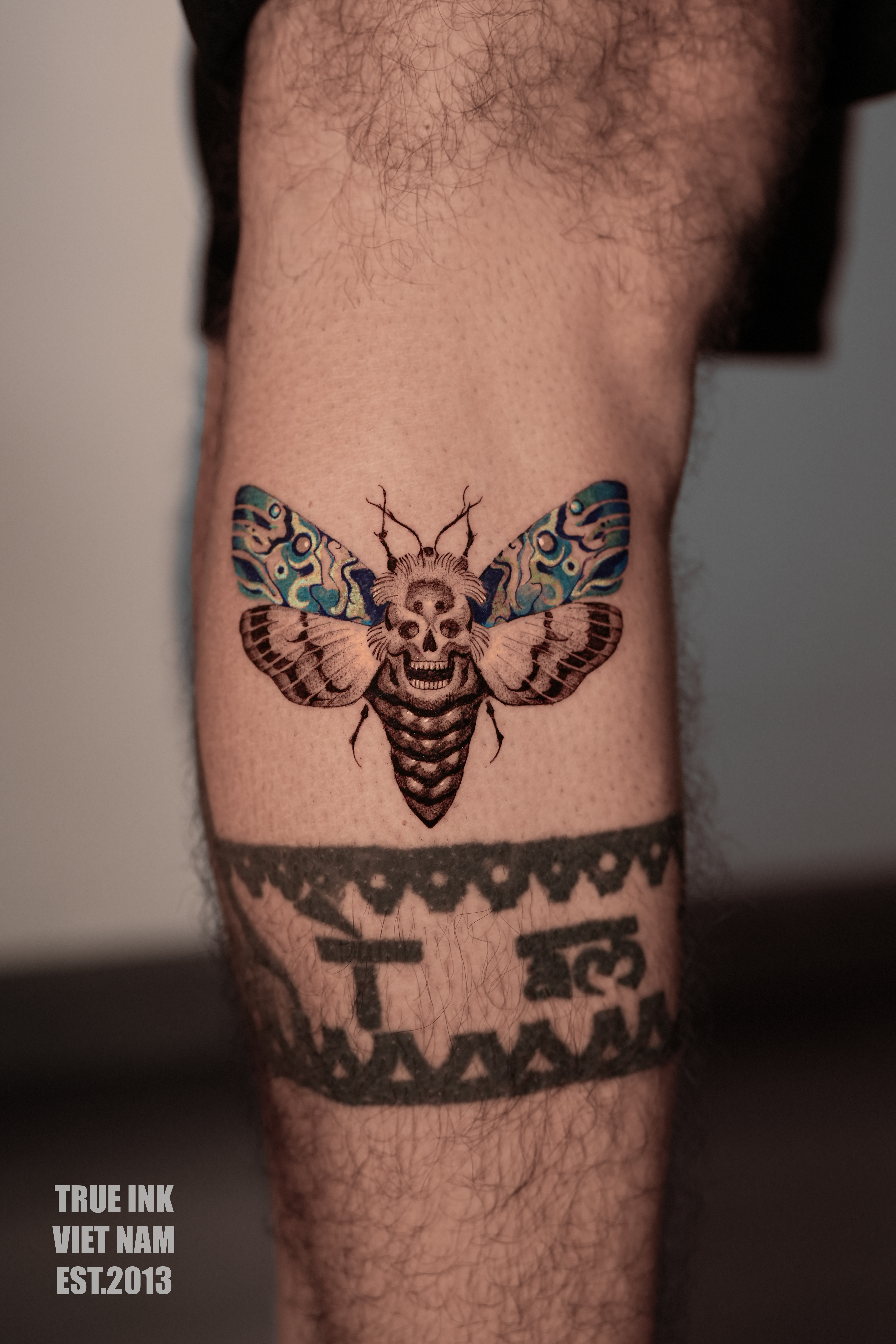 Death's-Head Moth