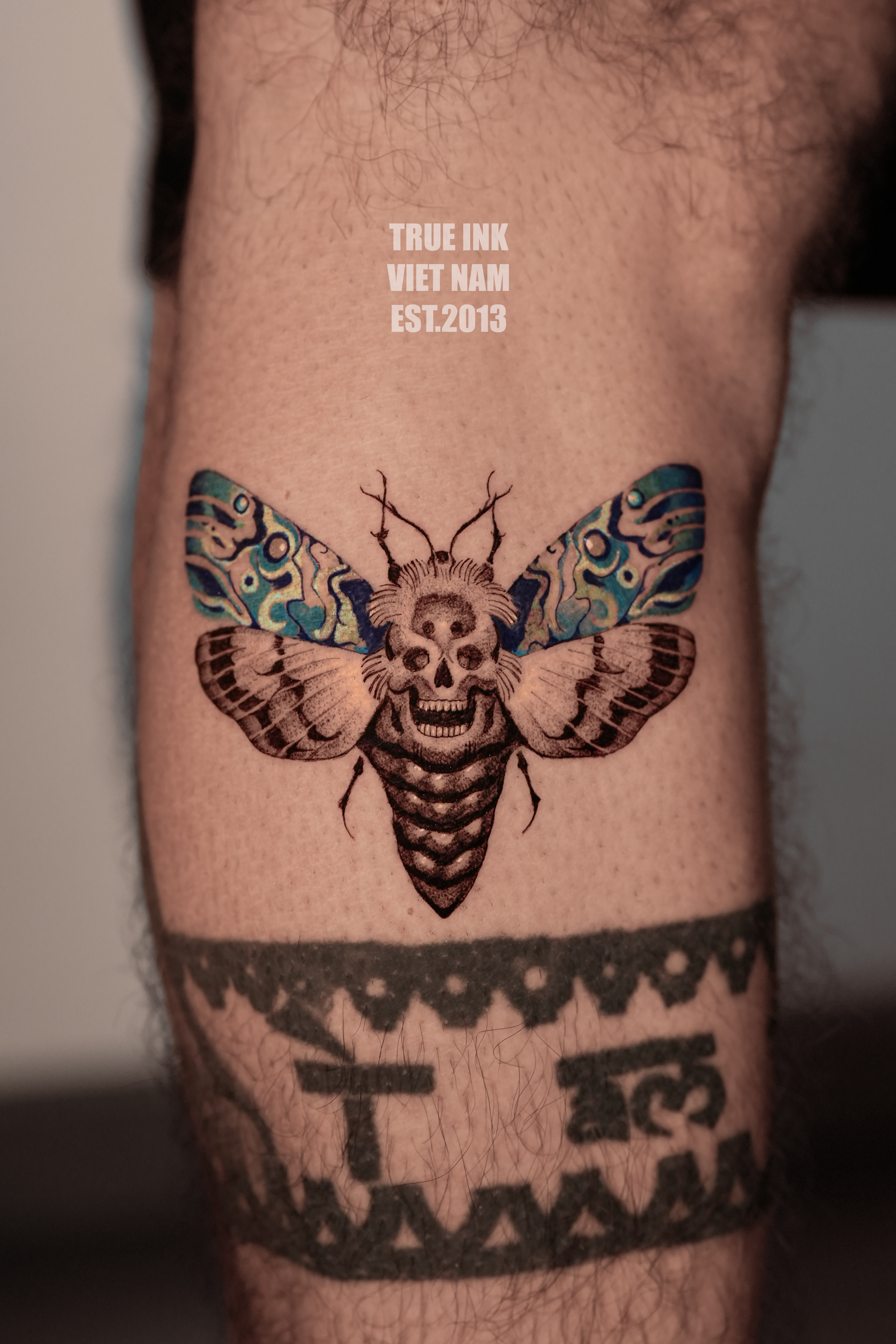 Death's-Head Moth