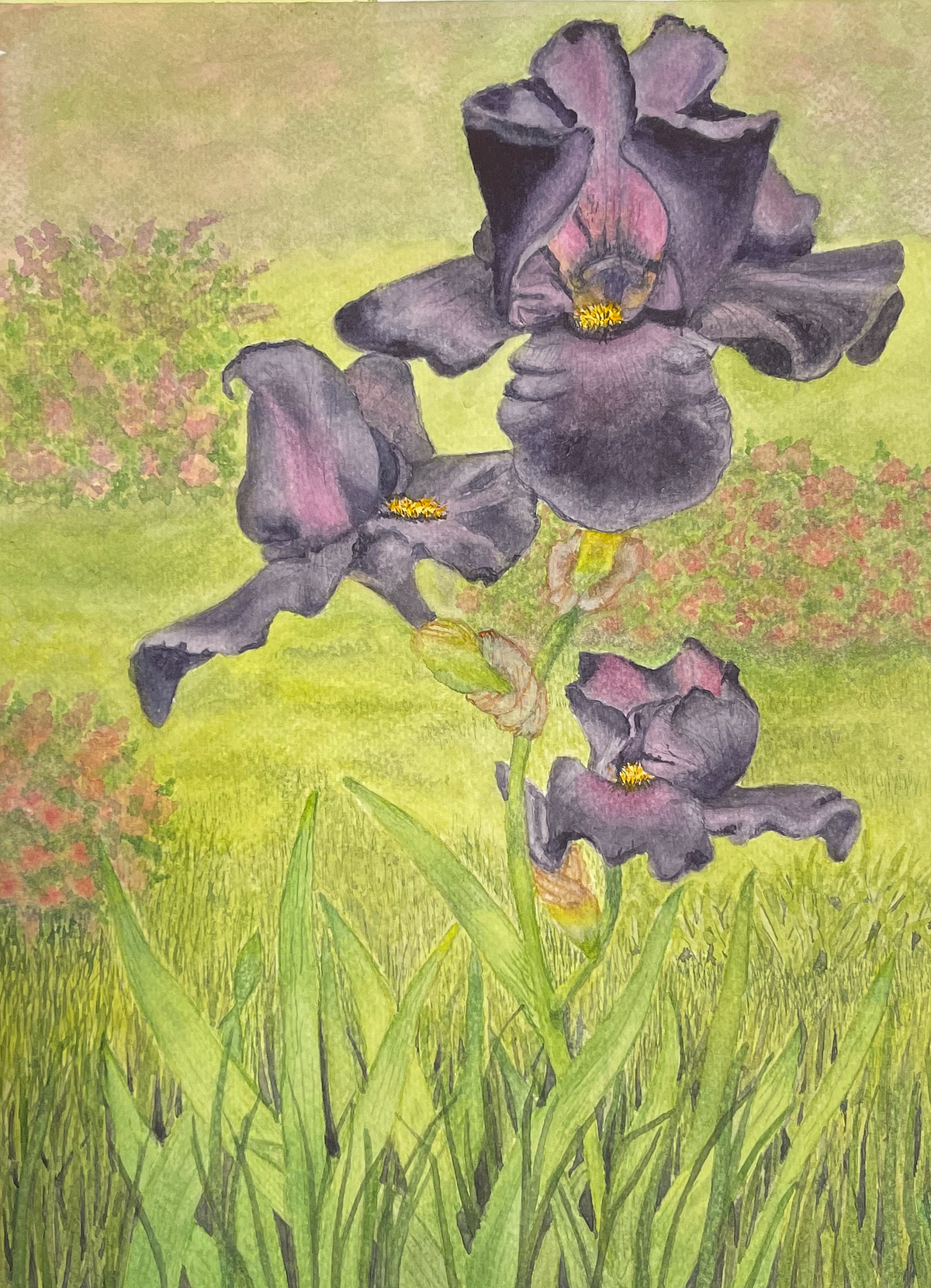Purple Majesty