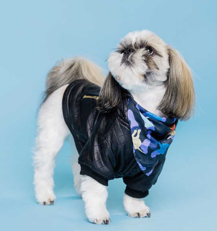 Chamarra de Cuero para Perro