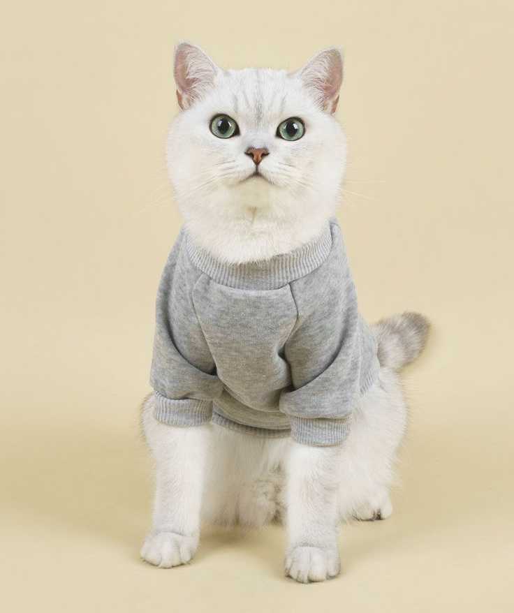 Suéter Gris para Gato