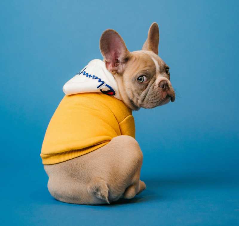 Sudadera para perro con capucha