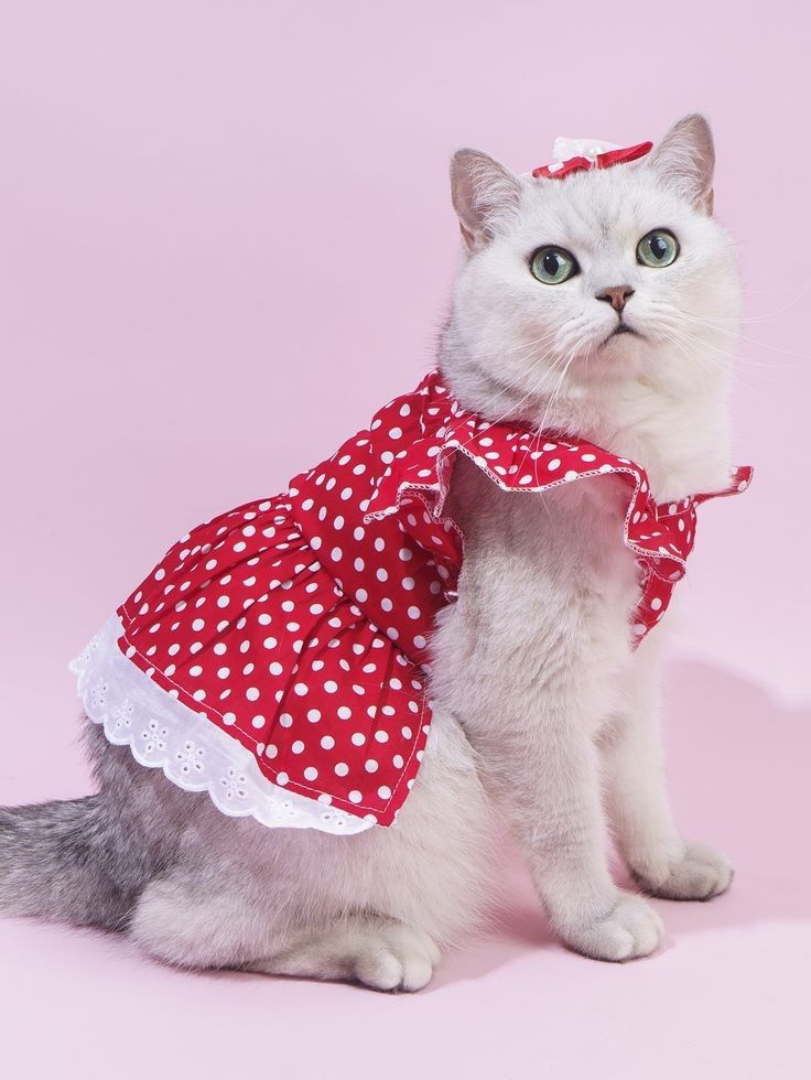 Vestido para gato