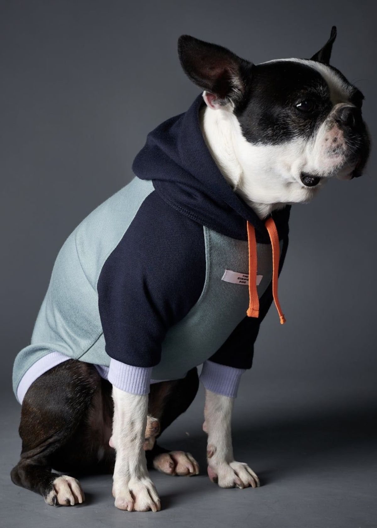 Sudadera para perro