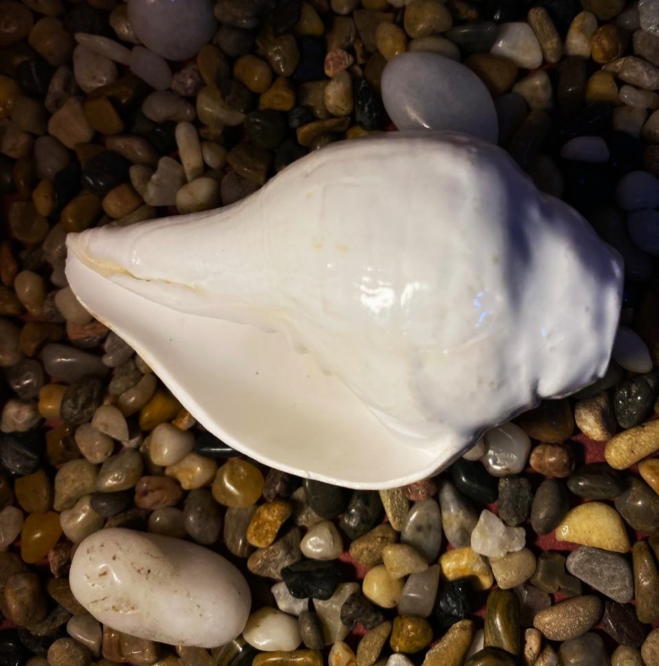 Sacred Shankh (Conch Shell)