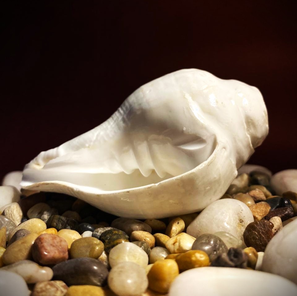 Sacred Shankh (Conch Shell)