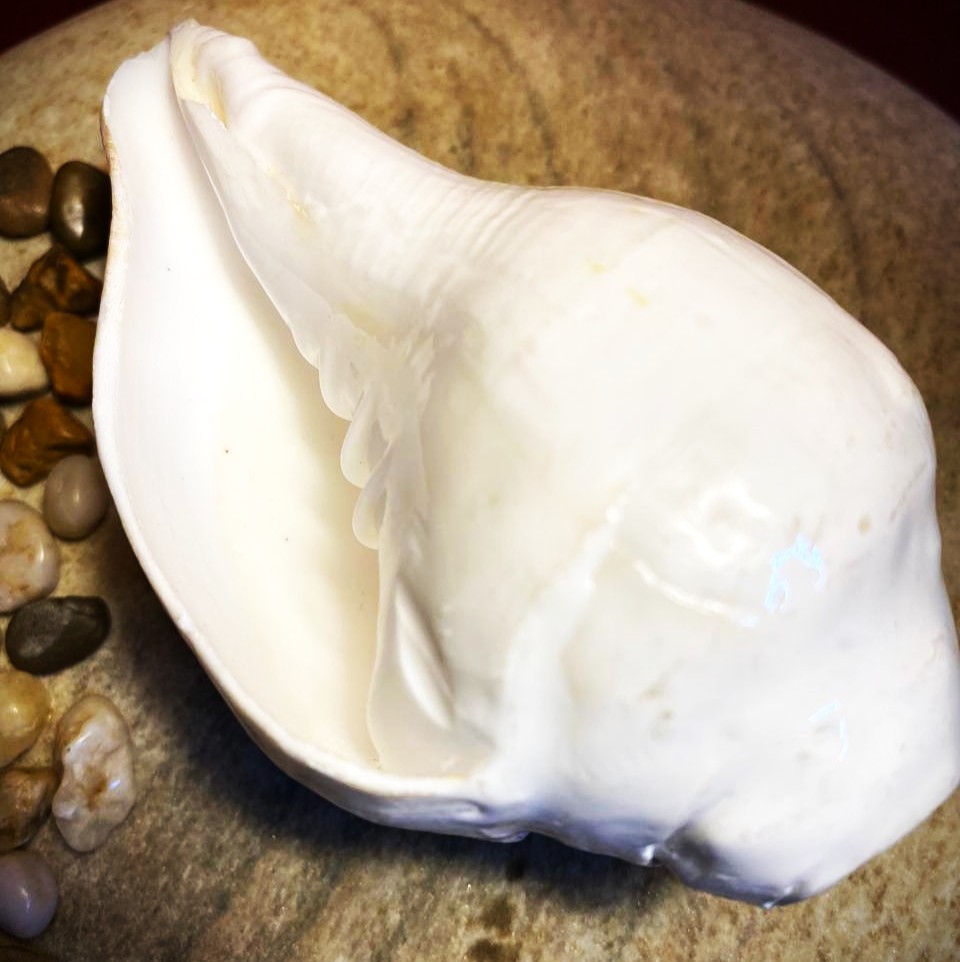 Sacred Shankh (Conch Shell)