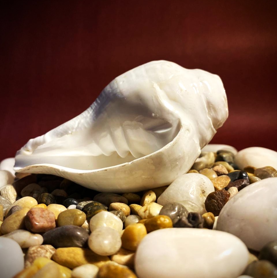 Sacred Shankh (Conch Shell)