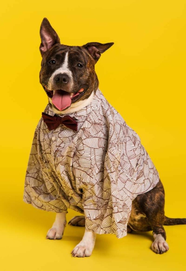 Conjunto formal para perro con capa y corbatín