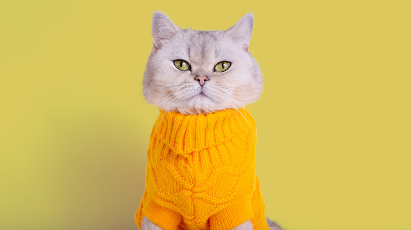 Suéter tejido para gatos