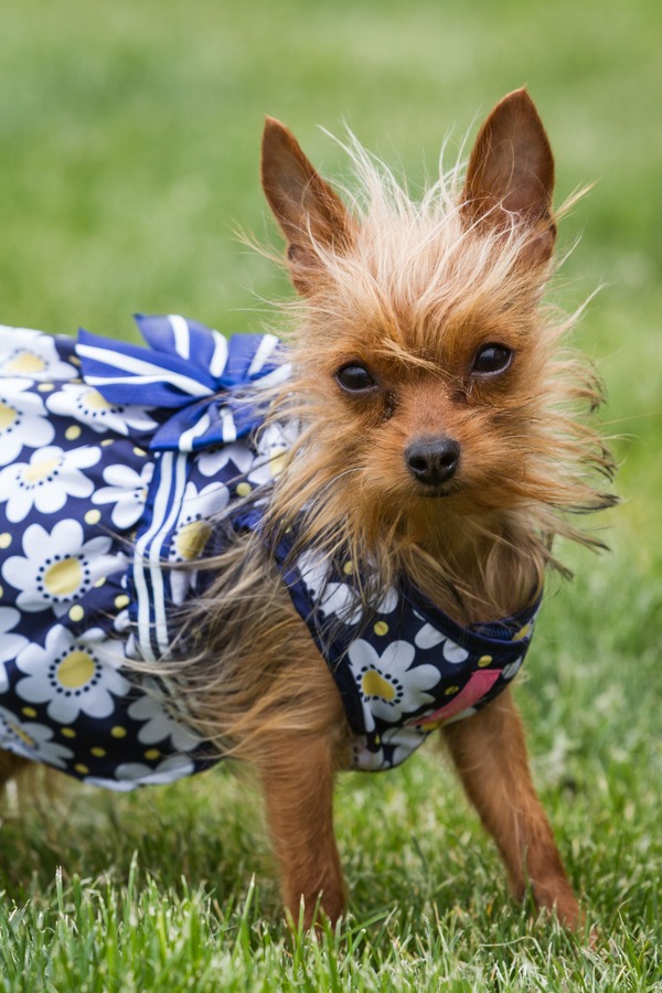 Vestido con estampado floral para perros