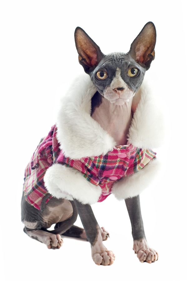 Abrigo a cuadros para gatos