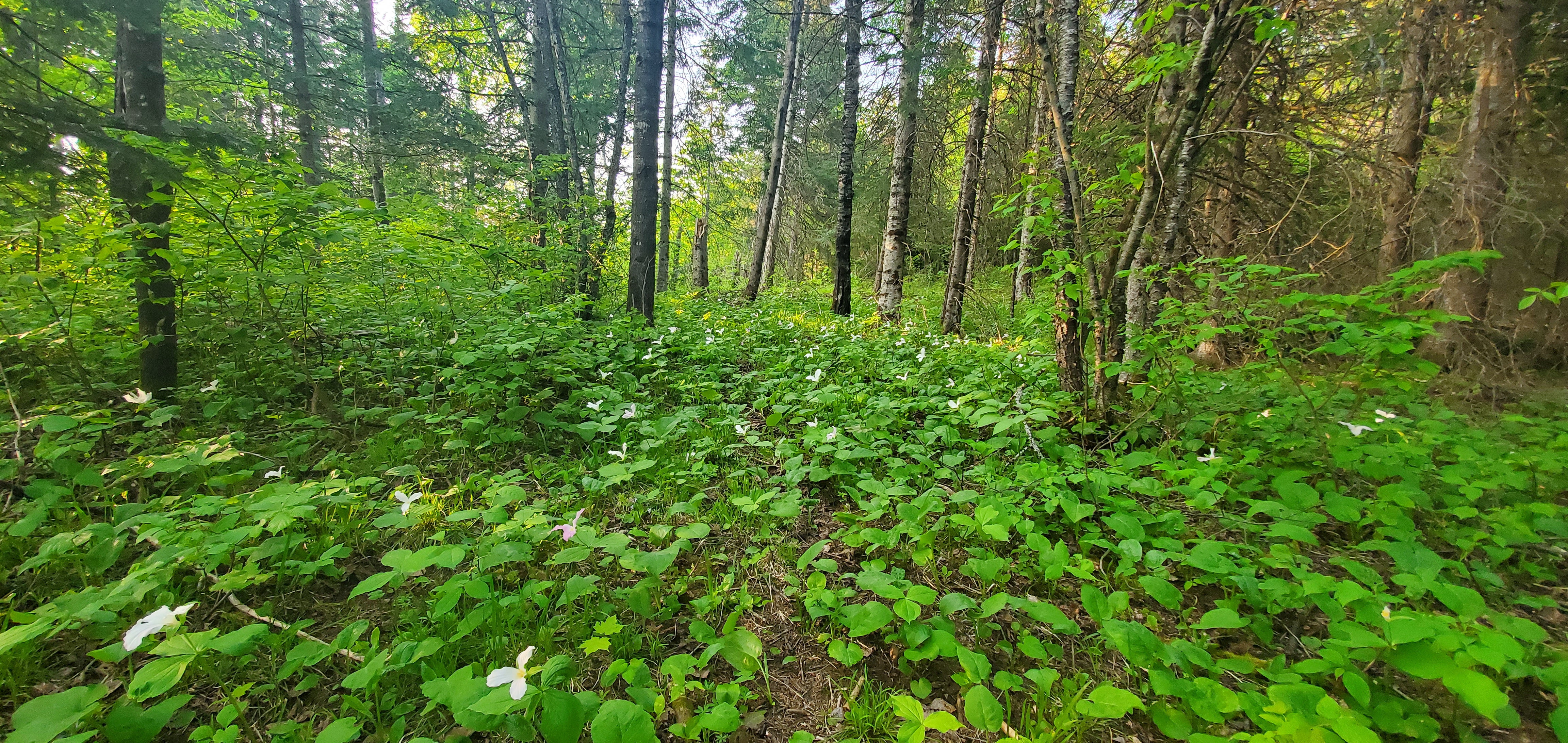 Mindful Forest Bathing