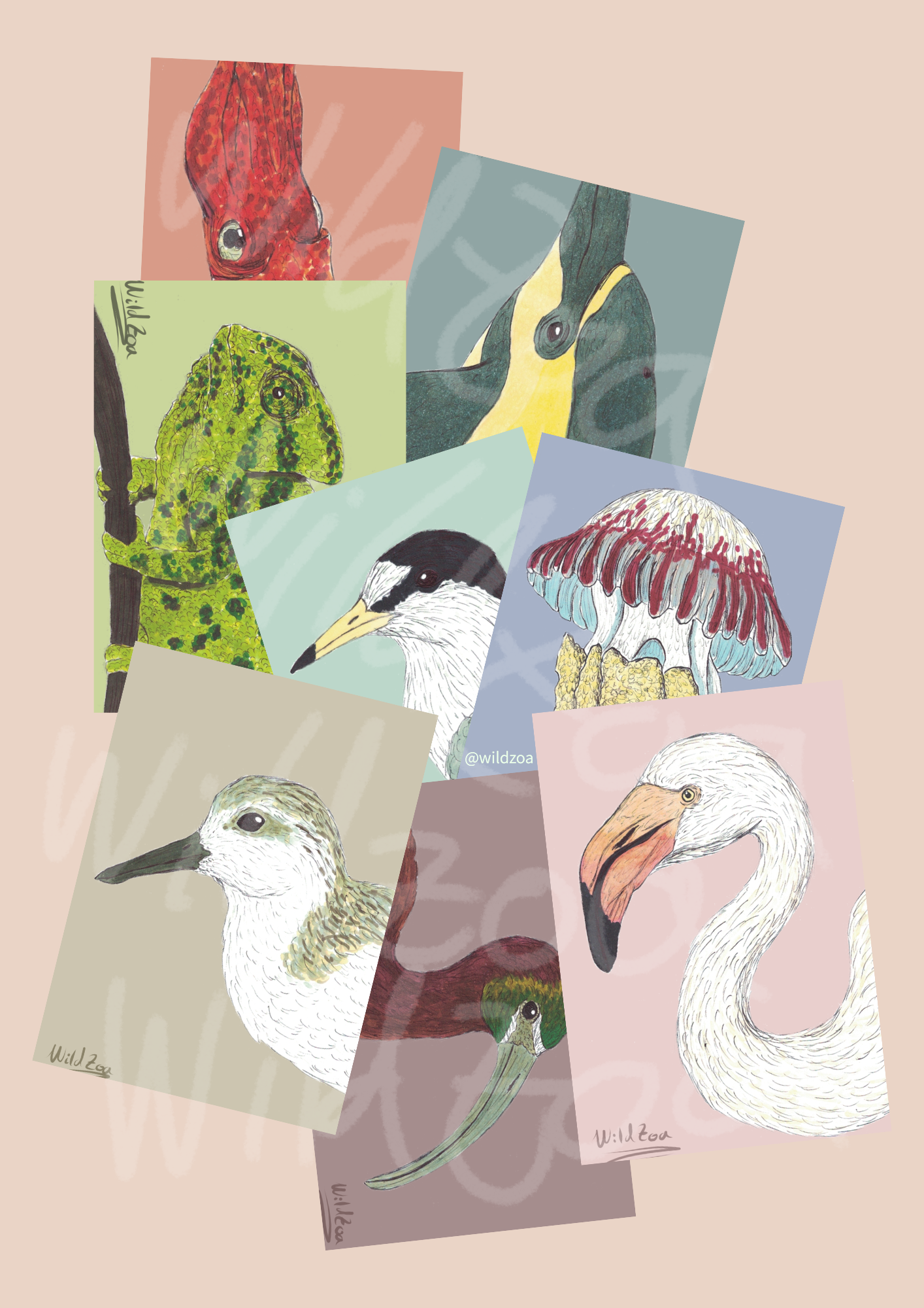 Paquetes de Postales