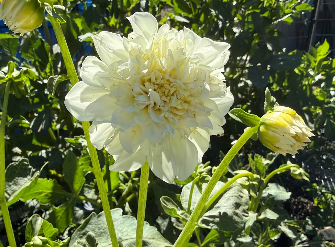 White Dahlia Flower--10 Stems