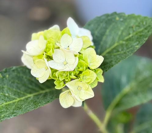 Hydrangea Plant--5 Stems