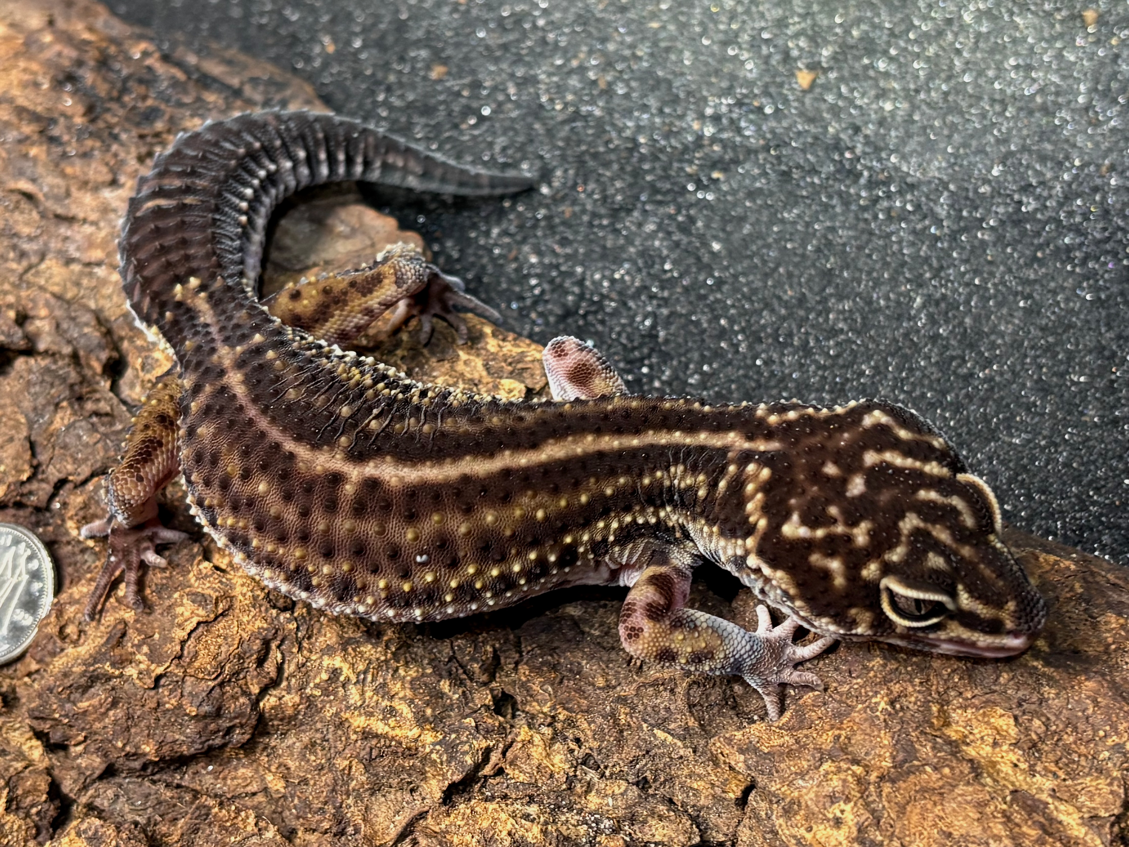 Black night leopard gecko, Eublepharis macularius