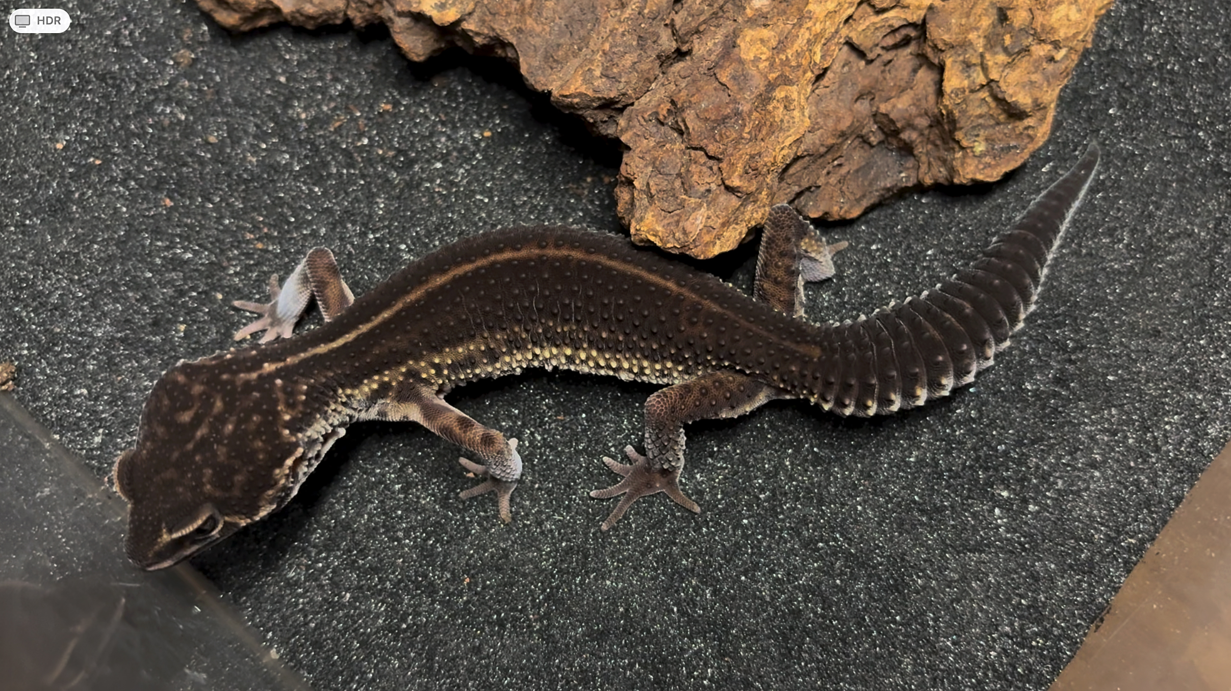 Black night leopard gecko, Eublepharis macularius