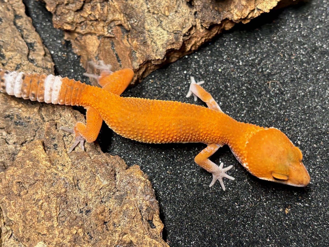 Blood Mandarin leopard gecko, Eublepharis macularius