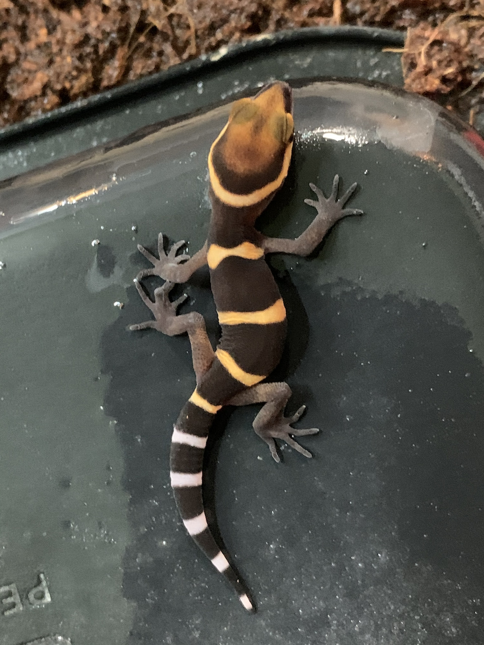 Bawangling gecko, Goniurosaurus bawanglingensis