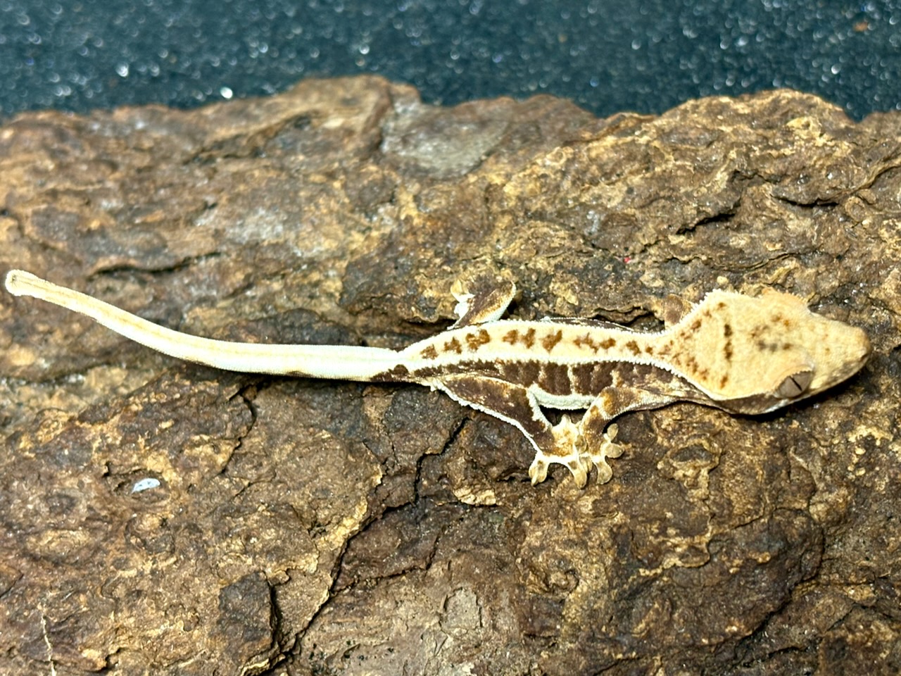 Crested gecko, Correlophus ciliatus