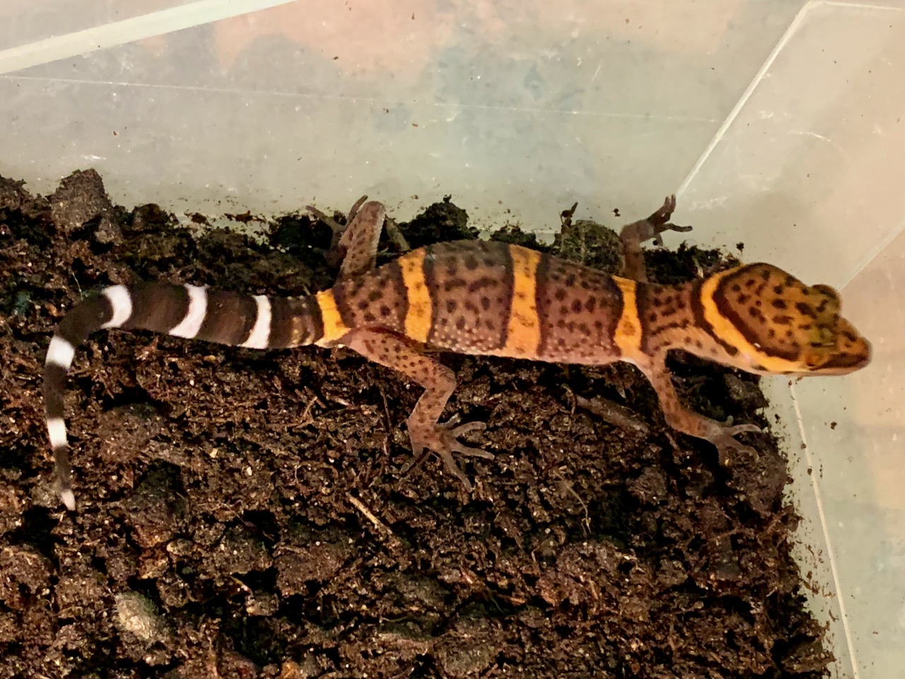 Bawangling gecko, Goniurosaurus bawanglingensis