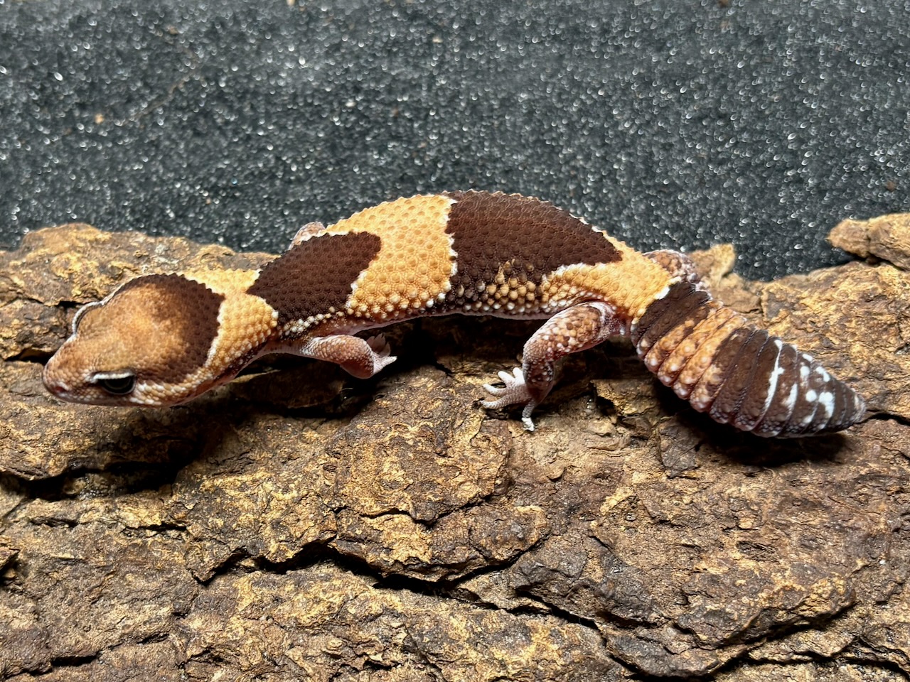 Het patternless African fat-tailed gecko, Hemitheconyx caudicinctus