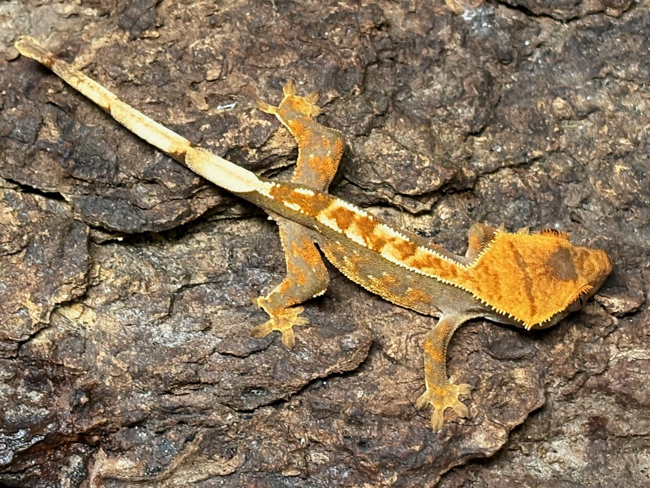 Crested gecko, Correlophus ciliatus