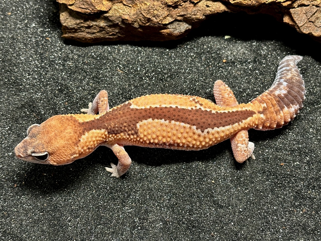 Zulu African fat-tailed gecko, Hemitheconyx caudicinctus