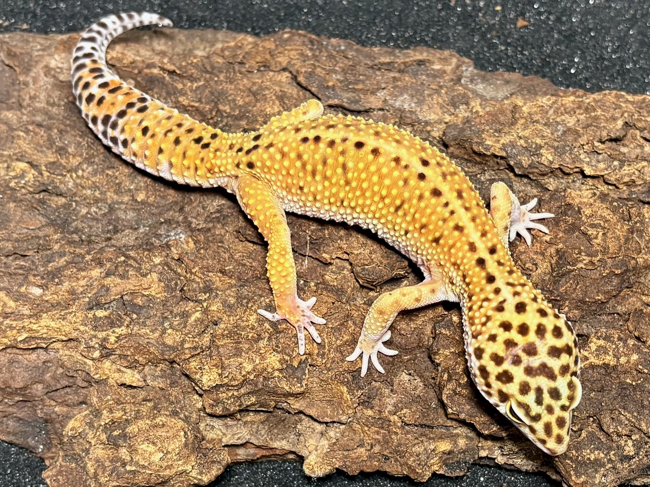 Blood Mandarin leopard gecko, Eublepharis macularius