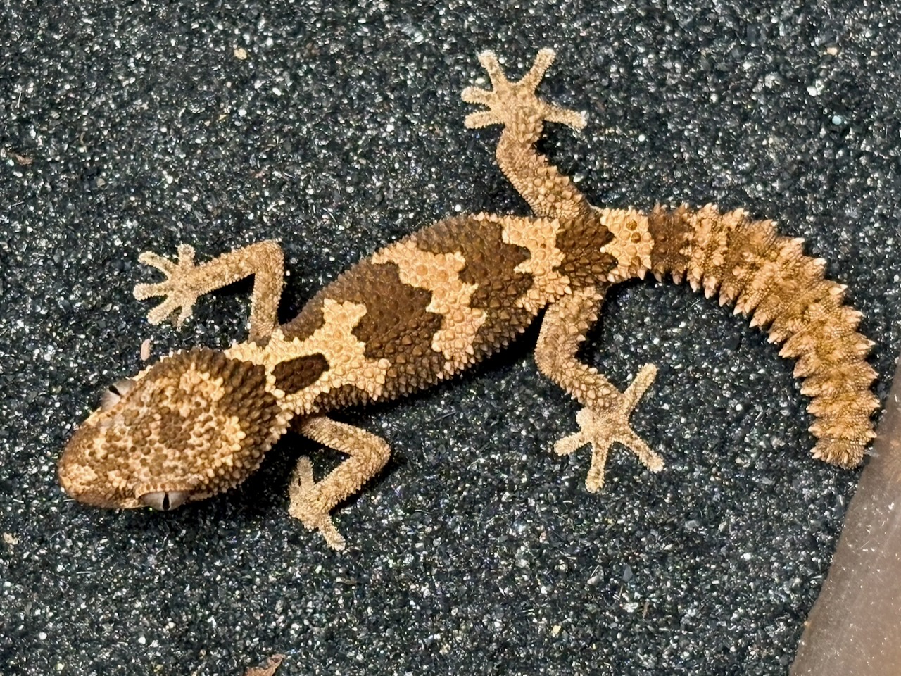Rough thick-toed gecko, Pachydactylus rugosus