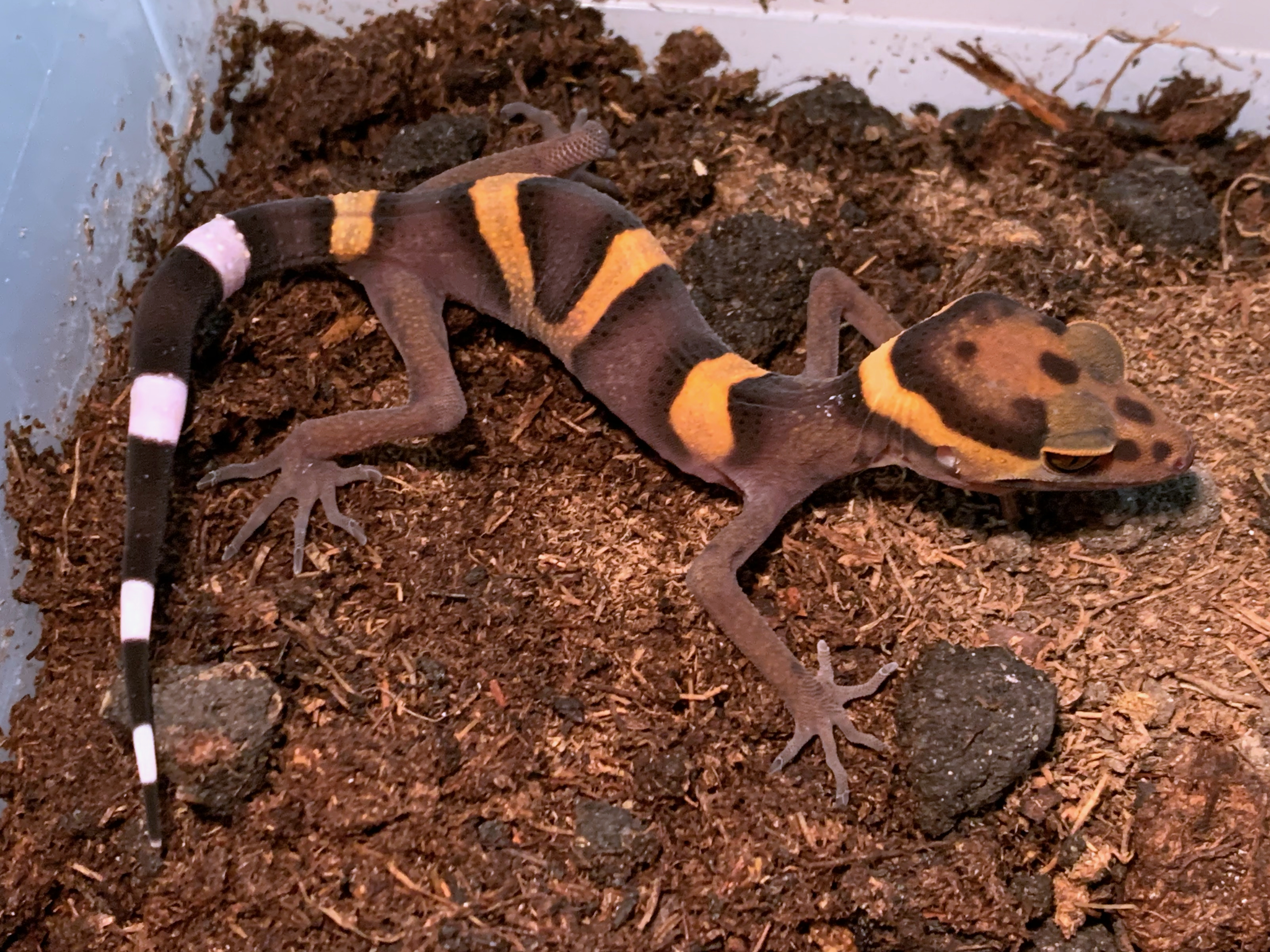 Vietnamese leopard gecko, Goniurosaurus araneus