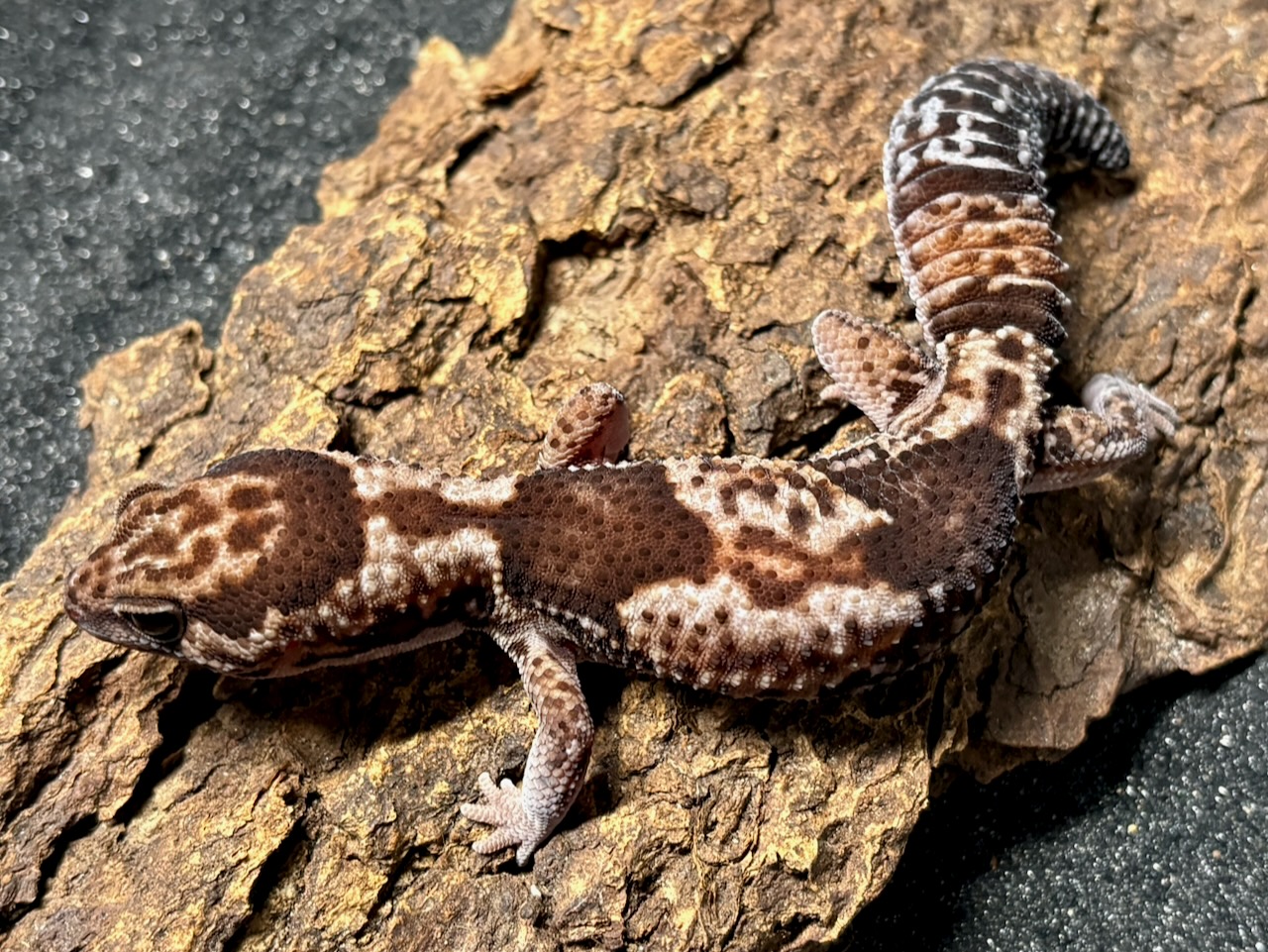 Whiteout Zulu African fat-tailed gecko, Hemitheconyx caudicinctus