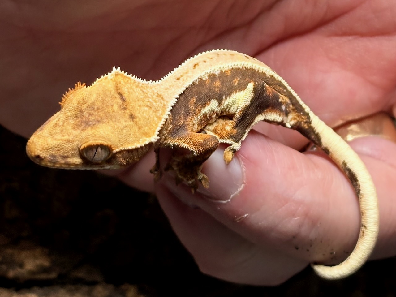 Crested gecko, Correlophus ciliatus