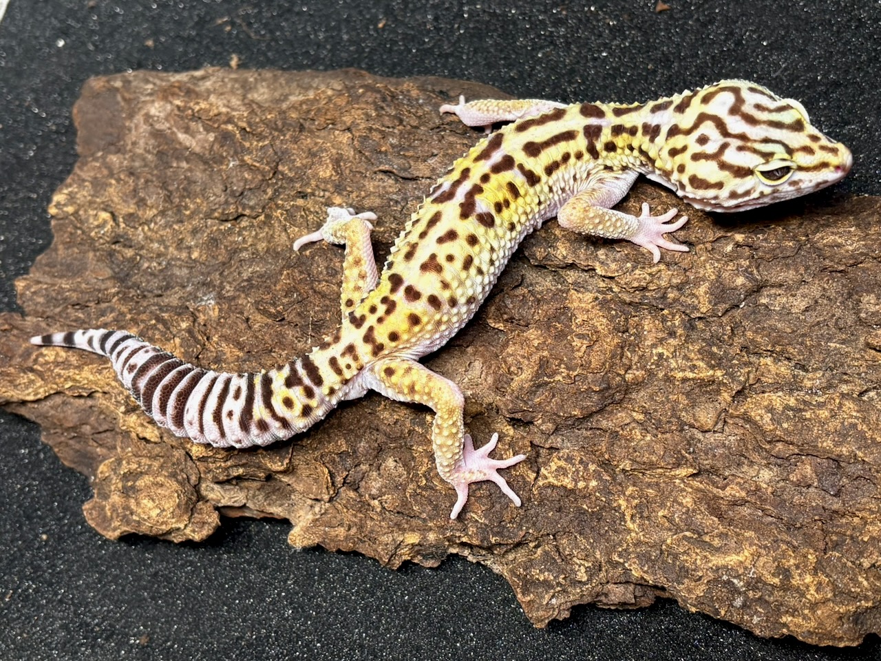 Iranian fat-tailed gecko, Ilam, Eublepharis angramainyu