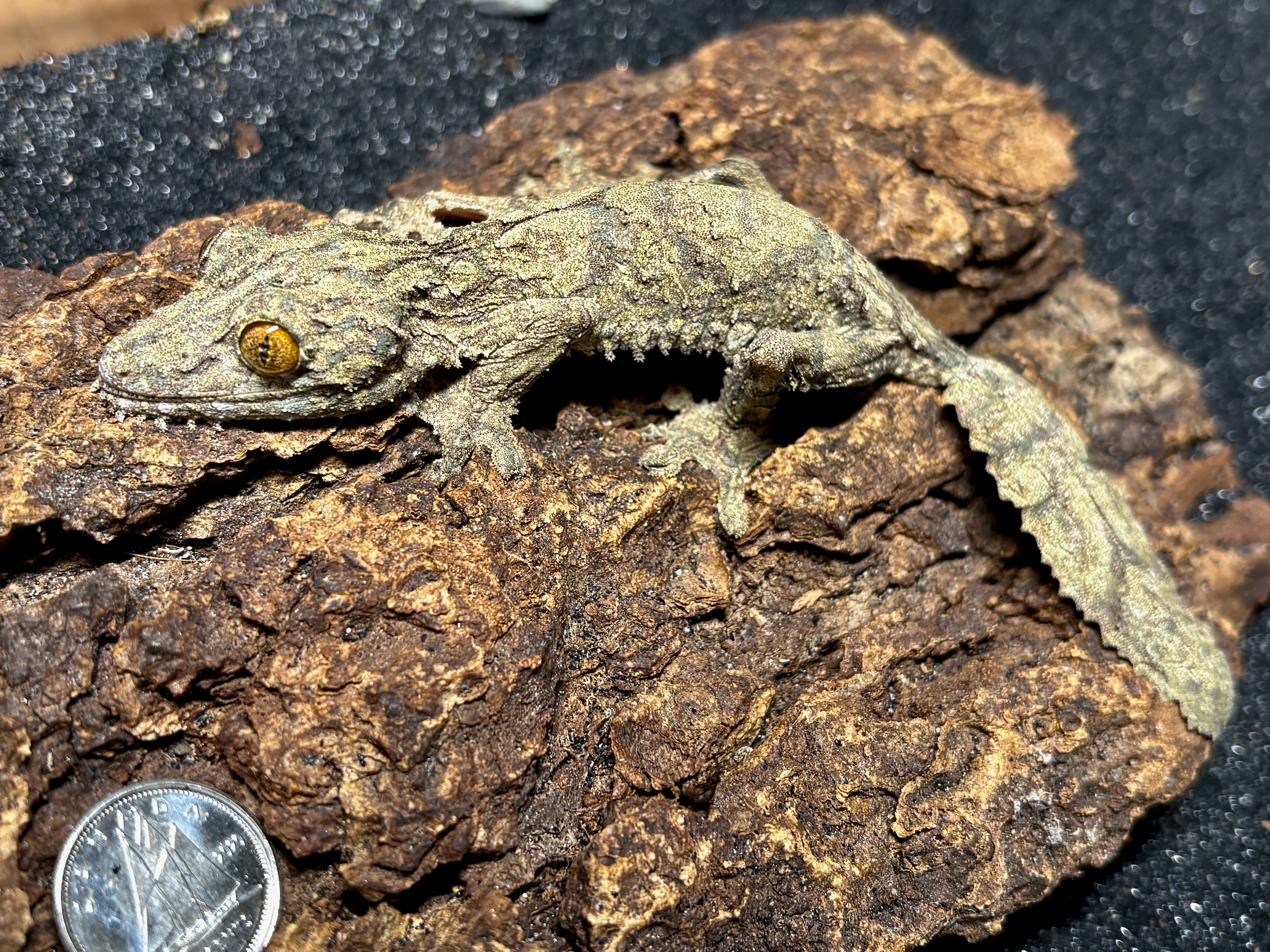Southern leaftail gecko, Uroplatus sameiti