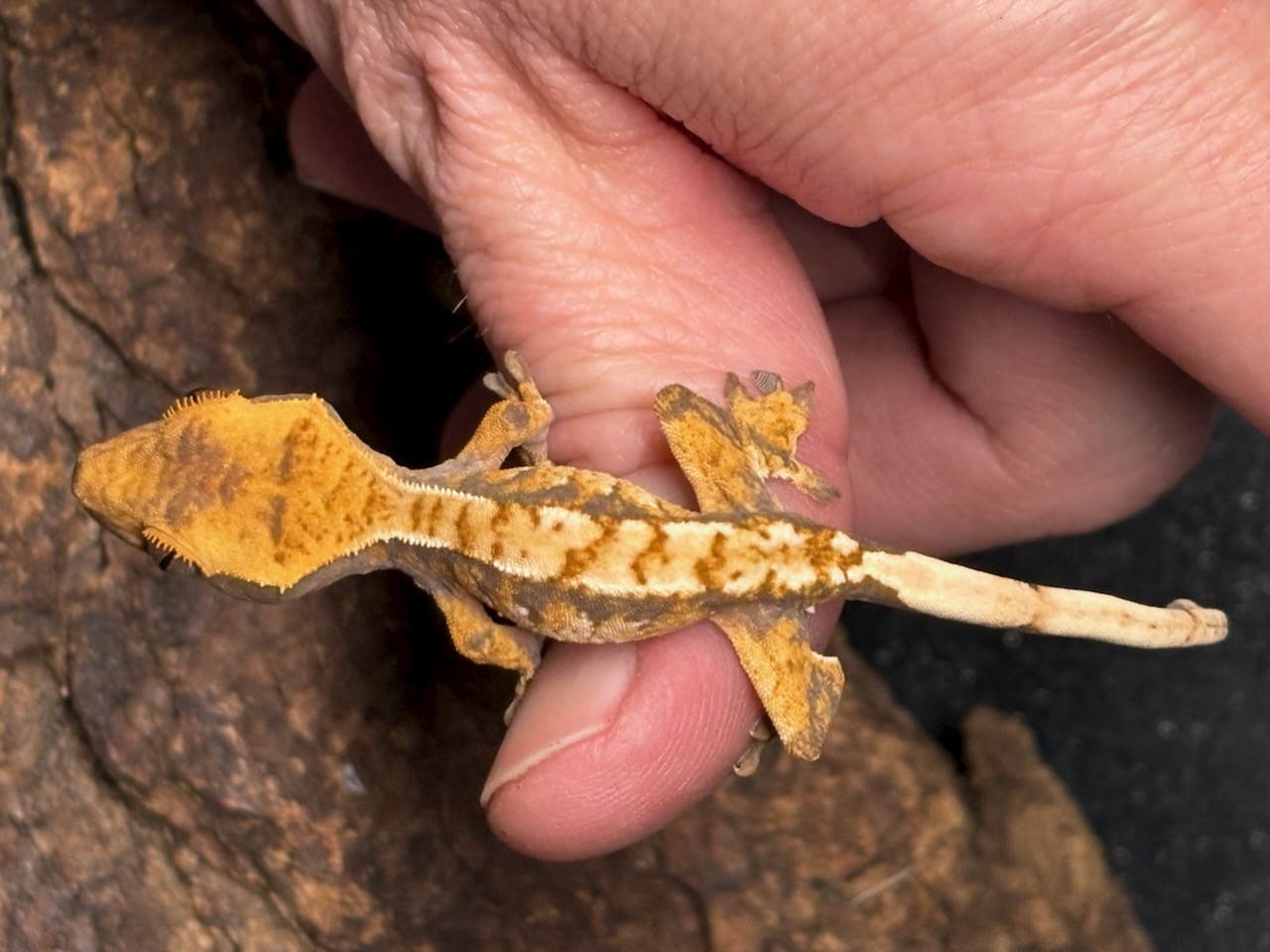 Crested gecko, Correlophus ciliatus